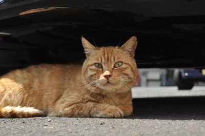 20100418-1.jpg