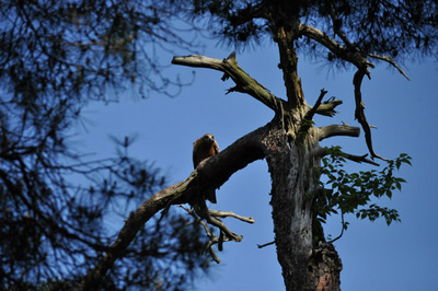 20100516-1.jpg