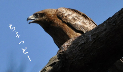 20100516-3.jpg