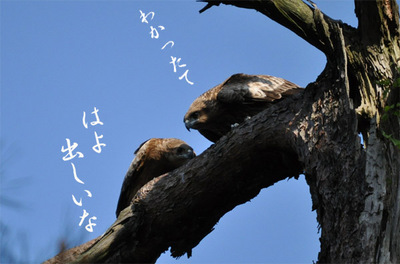 20100516-5.jpg