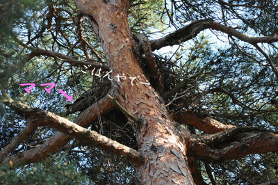 20100516-7.jpg
