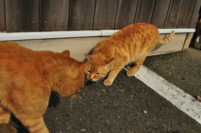 20110524-10.jpg